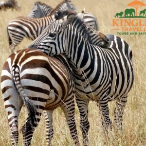 tsavo east 1
