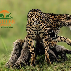 wildlife2_imgupscaler.ai_General_8K